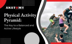 physical activity pyramid